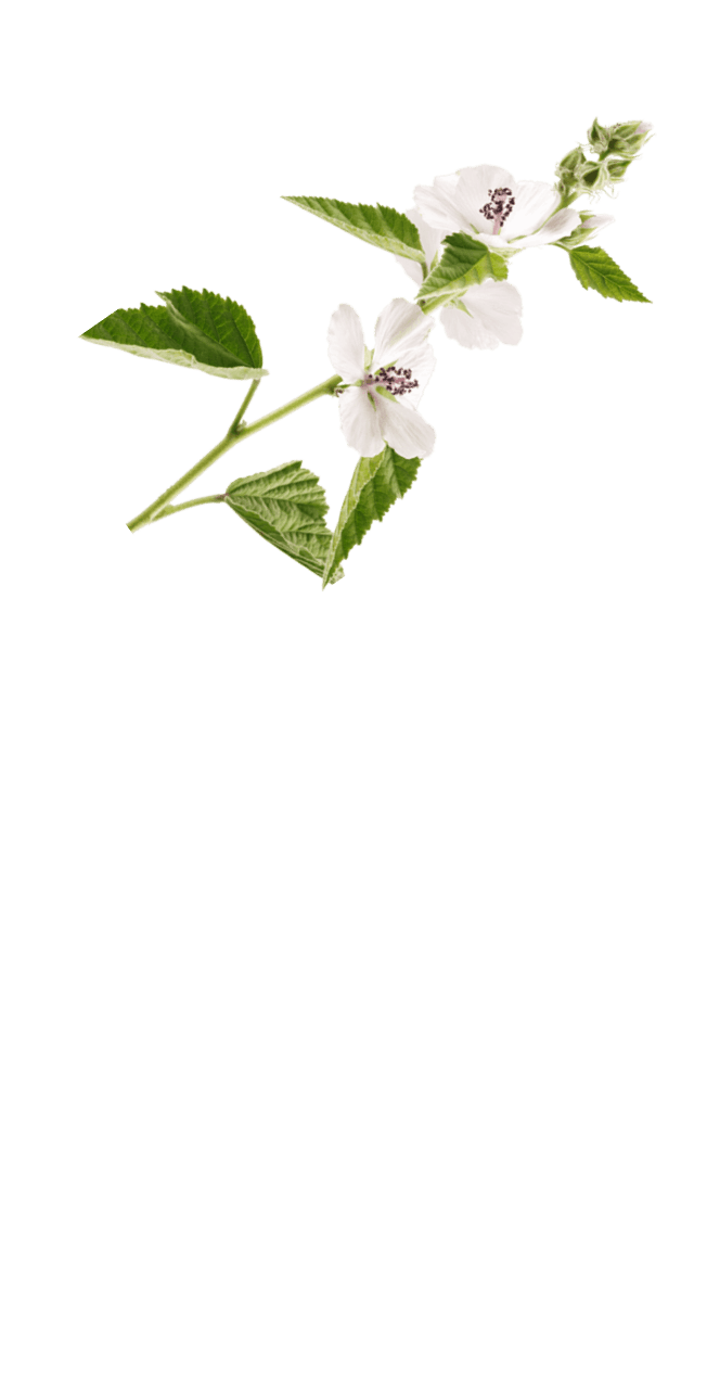 fiore bianco